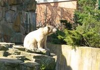 Einsamer Knut Bild: Karl-Heinz Liebisch / pixelio.de 