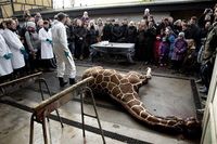 Giraffe being publically killed and dissected at the zoo: Bild: AP Photo/POLFOTO, Peter Hove Olesen -  fair use under United States copyright law - wikipedia.org