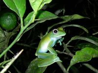 Frosch der Gattung Boophis. Bild: Vences/TU Braunschweig