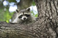 Der Waschbär (Procyon lotor) kommt ursprünglich aus Nordamerika. Ausgesetzt oder aus Gehegen entkommen, breitet er sich seit Mitte des 20. Jahrhunderts als Neozoon auch in Europa und Japan aus. Das nachtaktive Raubtier lebt bevorzugt in gewässerreichen Laub- und Mischwäldern. Dank seiner Anpassungsfähigkeit fühlt er sich zunehmend in urbanen Gebieten wohl.
Quelle: Foto: André Künzelmann/UFZ (Nutzungsbeschränkung: kostenfrei bei redaktioneller Nutzung, Verwendung nur unter Angabe der Quelle und nur im Zusammenhang mit dem UFZ) (idw)