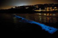 Im September 2011 ließen Massen des Einzellers Lingulodinium polyedrum die Wellen vor der Küste Kaliforniens nahe San Diego blau aufleuchten
Quelle: © Mit freundlicher Genehmigung von Prof. em. Christopher J. Wills, University of California, San Diego. (idw)