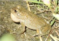 Äusserlich unauffällig, genetisch beeindruckend: Ein männliches Exemplar der Batura-Kröte (Bufo baturae). Quelle: © Matthias Stöck/SNF (idw)