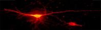 Von Economo-Neuron in der anterioren Insula eines Makaken.
Quelle: Bild: Henry Evrard / Max-Planck-Institut für biologische Kybernetik. (idw)