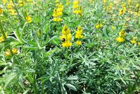 Gelbe Lupinen bieten Nahrung für Hummeln. Durch züchterische Verbesserung soll ihr Anbau attraktiver werden. Bild: Brigitte Ruge-Wehling/JKI (idw)