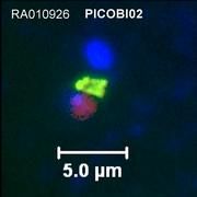 Die Abbildung zeigt eine fluoreszenz-mikroskopische Aufnahme einer Picobiliphyta-Zelle. Abbildung: Fabrice Not/Station Biologique de Roscoff