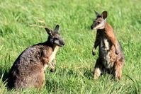 Wallabys sind mit drei bis vier Kilo eine kleine Känguru-Art, also etwa so groß wie unsere einheimischen Feldhasen.
Quelle: Foto: Kathleen Röllig/IZW (idw)