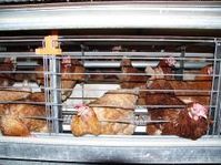 Auch bei gleichmäßiger Verteilung geht es im ausgestalteten Großgruppen-Käfig beengt zu. Der Gitterboden ist tierfeindlich, weil er Fußballenentzündungen verursacht. Zur Verhinderung von Kannibalismus erhalten die Hennen nur Dämmerlicht.