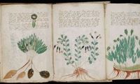 Voynich-Manuskript: Schriftstück im Bestand der Yale University. Bild: yale.edu