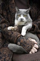 Gerade ältere Menschen genießen den intensiven Kontakt zu Katzen.Bild:: BfT/Klostermann / obs/Bundesverband für Tiergesundheit e.V."