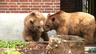 Maxi und Schnute im Berliner Bärenzwinger. Bild VIER PFOTEN