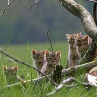 Jungtiere der Europäischen Wildkatze an einem Totholzhaufen  Bild: BUND Fotograf: Bastian Schmitt