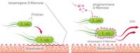 D-Mannose ummantelt die E. coli Bakterien und verhindert so, dass sie sich an der Blasenwand festsetzen  Bild: Cassella-med GmbH & Co. KG Fotograf: Cassella-med GmbH & Co. KG