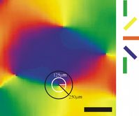 Anordnung der Zellen in der primären Sehrinde. Unterschiedliche Farben symbolisieren die bevorzugte Kantenorientierung von Zellen an der jeweiligen Position. Zellen beispielsweise in der eingekreisten Region sind mit Zellen sehr unterschiedlicher bevorzugter Orientierungen verschaltet, während Zellen in homogenen Zonen (z.B. im blauen Bereich) vor allem Eingaben von gleichartigen Zellen erhalten. Bild: K. Obermayer