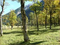 Eine Bergahornweide am Grossen Ahornboden in Tirol, Österreich.
Quelle: Thomas Kiebacher / Eidg. Forschungsanstalt WSL (idw)