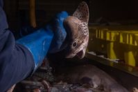Katzenhai wird auf französischen Trawler bei Bewusstsein ausgeweidet Bild: SOKO Tierschutz e.V. Fotograf: SELENE MAGNOLIA