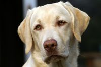 Labrador Retriever Bild: Michaela Weber by www.pixelio.de