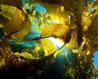 Riesentang im Meer als Biosprit. Bild: Melissa Ward/universityofcalifornia.edu