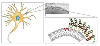 Ankyrin repeats bewirken zusammen mit einer weiteren Proteinstruktur Membrankrümmungen (rechts) und spielen im Protein Ankycorbin so eine zentrale Rolle in der Gestaltbildung von Nervenzellen (links).