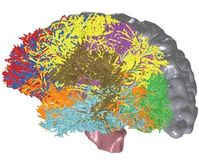 Neuer Algorthmus vermisst Verbindungen im Gehirn. Bild: IBM Research