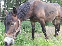 Hengst Milo, deutlich zu sehen die lange Naht an der Flanke sowie an der Brust