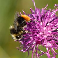 Männliche Steinhummel