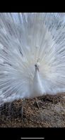 Pfau Bild: Polizei