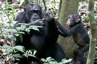 Freddy, ein erwachsenes Männchen, mit seinem Adoptivsohn Victor: Freddy öffnet eine Xylia-Schote und teilt sie mit dem kleinen Schimpansen. Bild: MPI für evolutionäre Anthropologie / Deschner