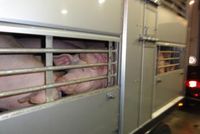 Blutverschmierte Schweine auf einem Tiertransport Bild: VIER PFOTEN