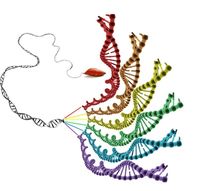 Die hexaploide Süßkartoffel hat einen sechsfachen Chromosomensatz.
Quelle: Jun Yang (idw)