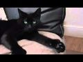 Amazing Cat Gives Thumbs Up Bild: youtube.com