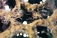 Im Termitenbau pflegen und ernten die Arbeiterinnen die Pilze in sogenannten Pilzgärten.
Quelle: Duur Aanen/Wageningen Universiteit (idw)