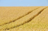 Viele Weizen und auch Dinkelsorten sind extrem auf den Gluten-Kleber gezüchtet worden und sind unnatürlich (Symbolbild)