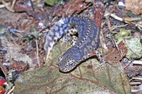 Der Bergmolch "Ichthyosaura alpestris (Salamandridae)" jagt zu Wasser und zu Lande - mit unterschied
Quelle: Egon Heiss (idw)