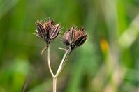 Die gefährdete Pflanzenart Orlaya grandiflora.
Quelle: Foto: Universität Regensburg – Zur ausschließlichen Verwendung im Rahmen der Berichterstattung zu dieser Pressemitteilung. (idw)