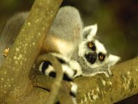 Der Katta, eine Lemurenart, kommt nur auf Madagaskar vor. Bild: Ralf Becker / WWF