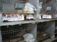 Angorafarm in China. Bild: © PETA Asia Pacific