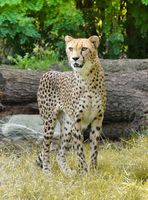 Raubkatze: Menschen reagieren auf Tiere schneller. Bild: pöixelio.de, FotoHiero