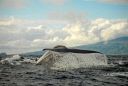 Ein Blauwal beim Abtauchen vor der Azoren-Insel Faial. Blauwale zeigen die Fluke, wenn sie beim Fressen immer wieder schnell und tief abtauchen, um an möglichst große Mengen der Krillschwärme zu kommen. Bild: ZDF und Annette Scheffer 