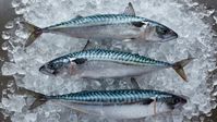 Nordostatlantische Makrele Bild: Marine Stewardship Council (MSC) Fotograf: C. Streeter