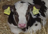 Unter der Federführung des Leibniz-Instituts für Nutztierbiologie ist es erstmals gelungen, genetische Eigenschaften bei einem Rind zu identifizieren, die für wesentliche Veränderungen im Wachstum eines Fötus verantwortlich sind. Bild: FBN