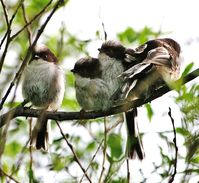 Schwanzmeisen (hier einige Jungvögel von Aegithalos caudatus) zeigen ein ausgeprägtes Sozialverhalten