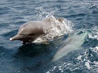 Bleifarbene Delfin (Sousa plumbea)