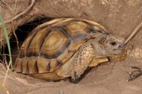 Argentinische Landschildkröte vor ihrer Unterkunft
Quelle: © Peter Praschag (idw)