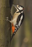 Buntspecht (Dendrocopos major)