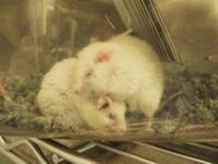 Gezüchtet, gequält, getötet: „Labormäuse“. Bild: PETA