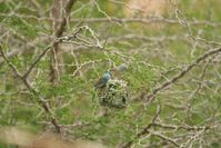 Blaukappen-Schmetterlingsfinken (Uraeginthus cyanocephalus) inspizieren das Nest eines Jackson-Webers (Ploceus jacksoni). Quelle: Wolfgang Goymann (idw)