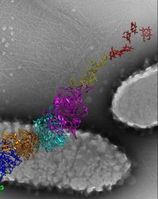 Modell eines Nanodrahts zweier Bakterien.