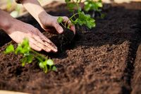 Tipps für den perfekten Kräutergarten: Plätze, die nur einen Teil des Tages in der Sonne liegen, sind gut geeignet für Petersilie, Minze oder Schnittlauch. Da darf es auch ein feuchter und nährstoffreicher Boden sein.