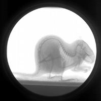 Dank des neuen Bionik-Forschungsprojekts und der weltweit einmaligen Röntgenvideoanlage können die Thüringer Forscher der Ratte noch genauer unter die Haut schauen. Foto: Fischer/FSU