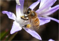 Biene: RoboBee könnte künftig bestäuben. Bild: pixelio.de, S. Abel